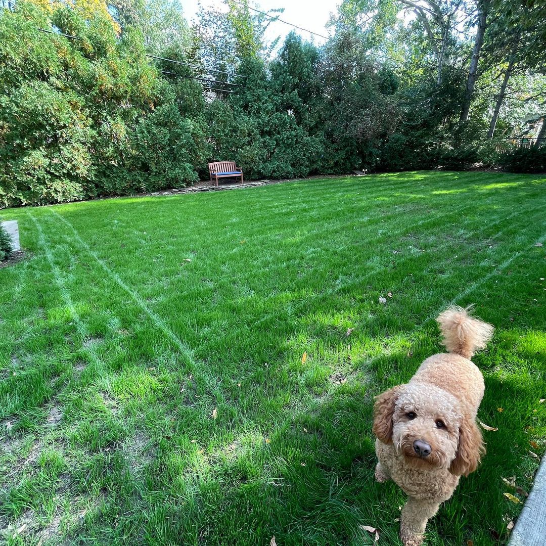 A freshly mowed lawn