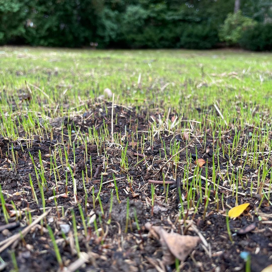 Grass seeds sprouting